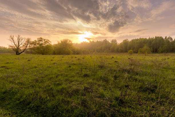 istock Sunset in a field with grass and willows. 1150931974