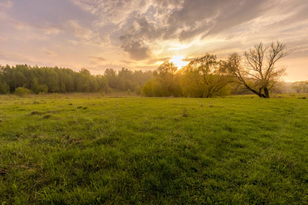 istock Sunset in a field with grass and willows. 1150931989