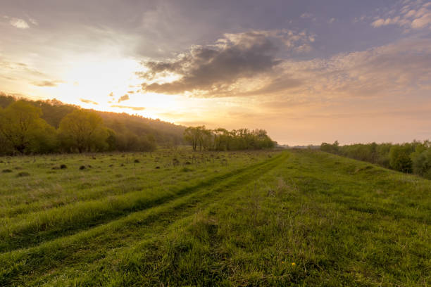 Sunset or dawn in a field with green grass, footpath and willows in the background. Early summer or spring. Landscape after rain with a light haze.