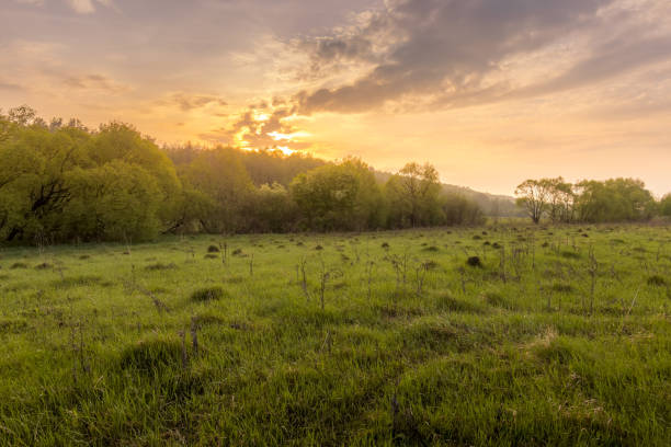 istock Sunset in a field with grass and willows. 1150932031