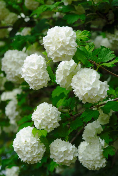 istock white flower balls of Viorme Obier 1150933453