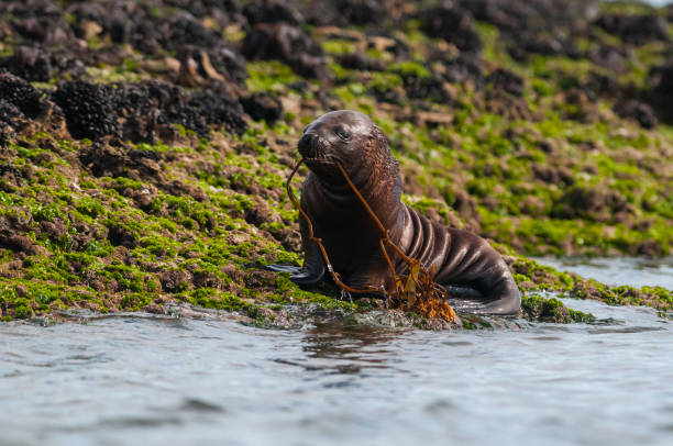 istock Sea Lion pup 1150935305