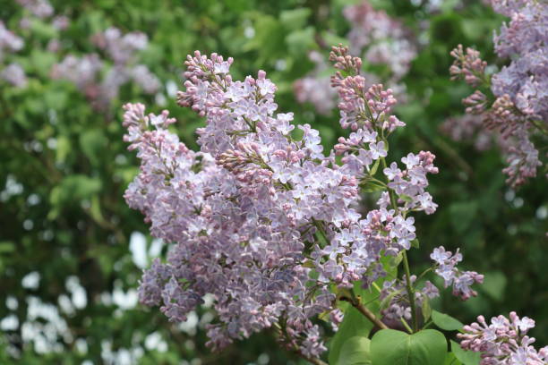 istock Beautiful blooming spring lilac against a background of blooming lilac 1150936862
