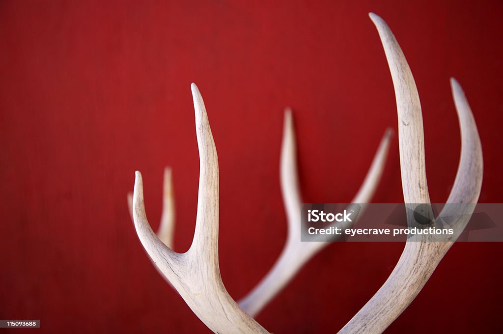 Invierno deer antlers - Foto de stock de Asta libre de derechos