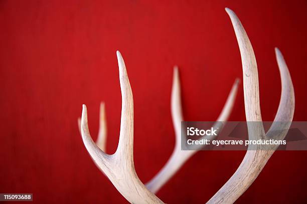 Invierno Deer Antlers Foto de stock y más banco de imágenes de Asta - Asta, Aire libre, Blanco - Color