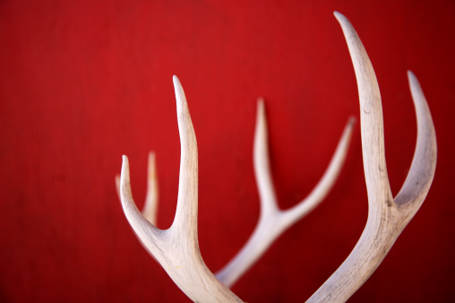 mule deer antlers in various settings outdoors on red background for Christmas holiday