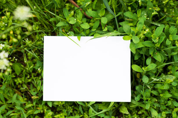 istock Top view mock up leaves with paper note/ place for text. Mock- green background with copy space 1150941008