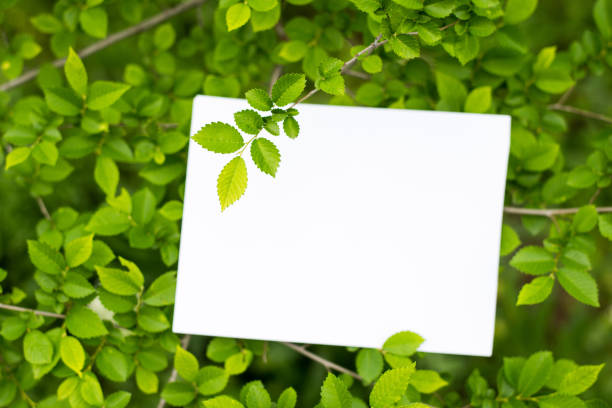 Paper Card Mockup on a Green Leaves . summer background with copy space