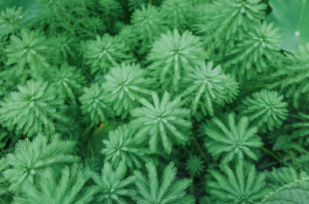 myriophyllum spicatum/aquaticum の池 - myriophyllum aquaticum ストックフォトと画像