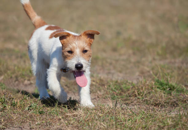 istock Walking happy puppy pet dog panting 1150941388