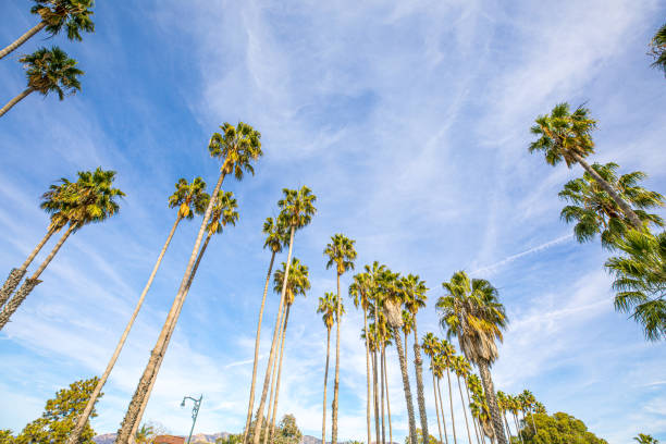 istock Santa Barbara high palm trees on the beach 1150941401