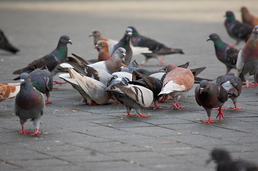 A group of pigeon in a square