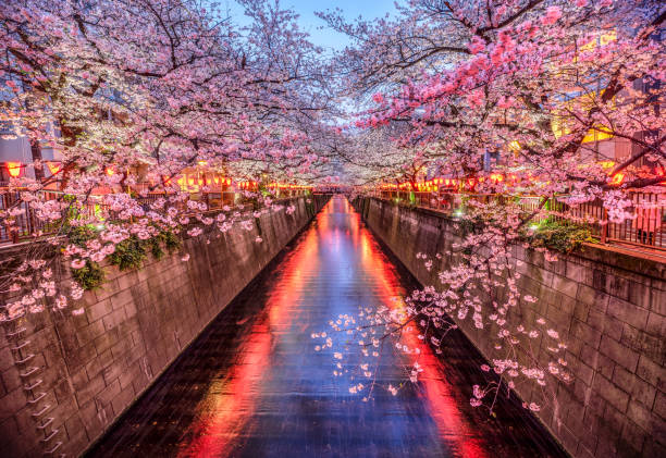 temporada de flor de cerezo sakura en el río meguro al atardecer, tokio. japón - honshu fotografías e imágenes de stock