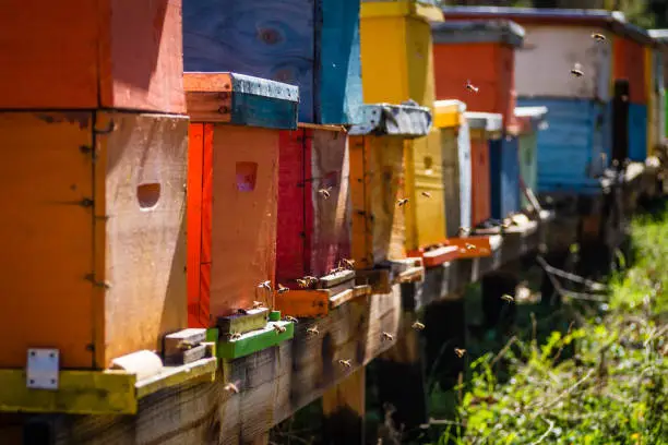 Bee hives of different colors on a sunny day