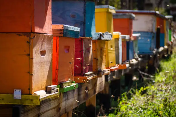 Bee hives of different colors on a sunny day