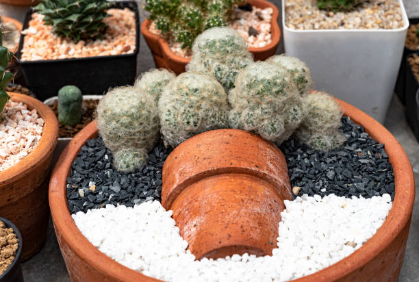 istock cactus in a cooled indoor garden. 1150942878