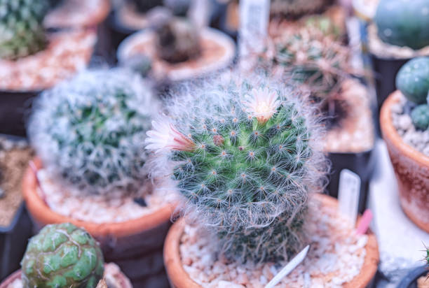 istock cactus in a cooled indoor garden. 1150943082