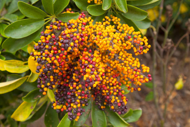 istock Schefflera arboricola seeds 1150946935