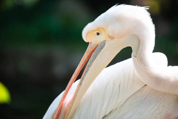 istock Close up of a Pelican 1150947112