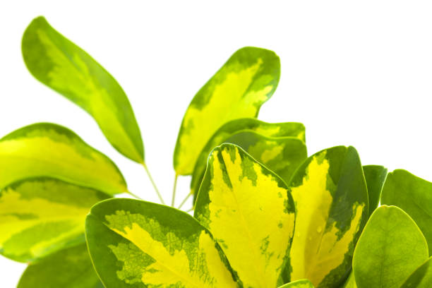 istock leaves of  dwarf umbrella tree isolated 1150947380