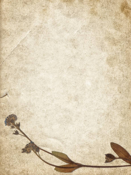 istock Vintage background with dry flower on old paper texture 1150948344