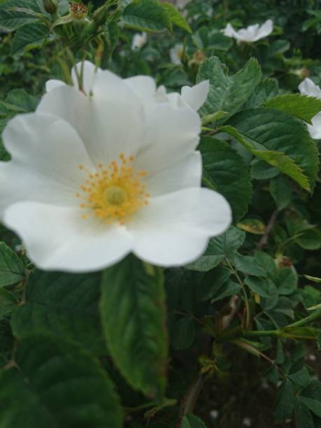 istock Light flowers on a wild rose bush 1150951580