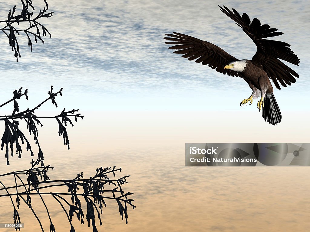 Aquila di atterraggio - Foto stock royalty-free di Animale