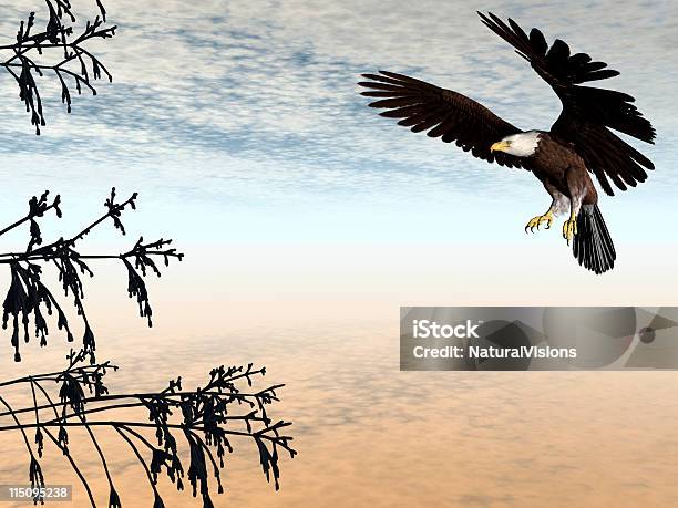 Aquila Di Atterraggio - Fotografie stock e altre immagini di Animale - Animale, Aquila, Aquila di mare testabianca