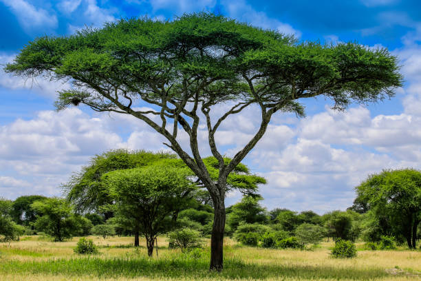 istock tall tree high above others - thin tree in grassland - tree into the clouds 1150952401