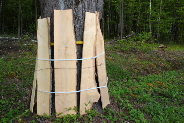 istock Trunk of roadside tree protected by wooden planks during a road construction 1150952941