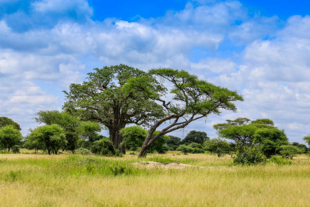 istock landscape of trees in africa 1150954247