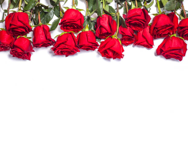 istock Red rose flowers on white background 1150957197