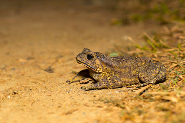 duttaphrynus sp., gênero de verdadeiros sapos. sukhai, nagaland, índia - cane toad toad wildlife nature - fotografias e filmes do acervo