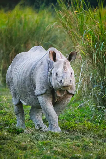 Indian One Horned Rhinoceros, Rhinoceros unicornis, Kaziranga Tiger Reserve, Assam, India