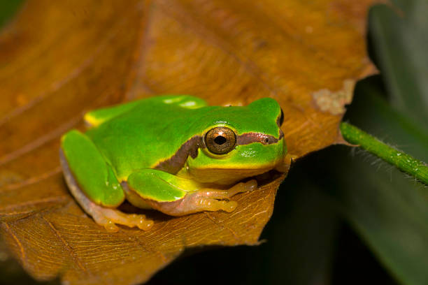 istock Jerdon's tree frog, Hyla annectans, Kivikhu, Nagaland, India 1150961559