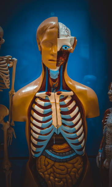 istock Human internal organs dummy, training dummy, detail of the face, 1150962027