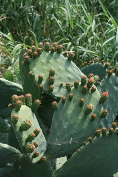 istock Opuntia cactus leaves with fruit 1150962334