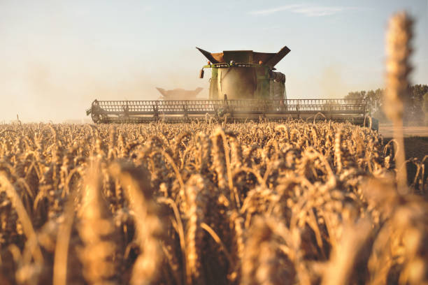 istock A combine harvesting on a wheat field 1150963076