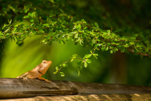 istock chameleon ,the type of Lizards are climb on bamboo 1150963923
