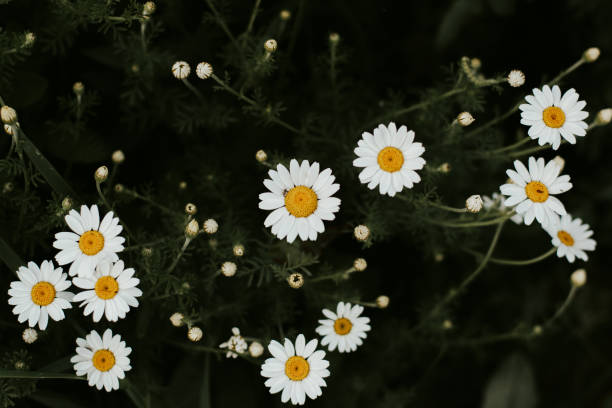 fleur blanche sur fond vert foncé. - romantics photos et images de collection