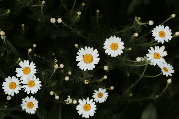 white flower on dark green background. - romantics imagens e fotografias de stock