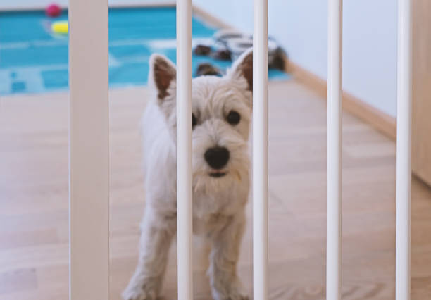 сим�патичный белый терьер щенок остаться за забором собаки - yan стоковые фото и изображения