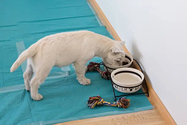 Above view of cute west highland white terrier puppy eats from bowls on training dog pet diaper pads on floor in room