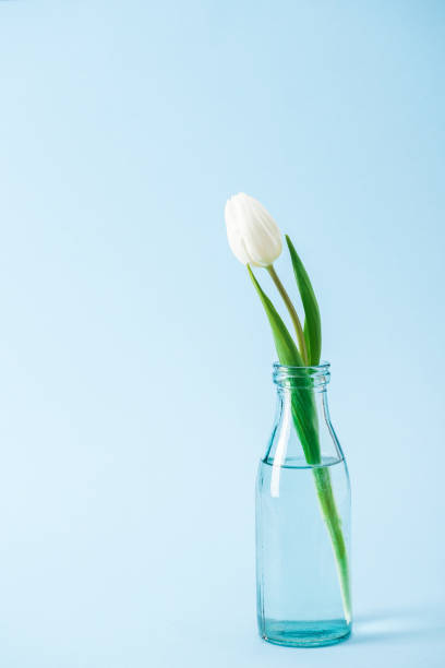 istock white tulip in transparent glass vase on blue background 1150967165