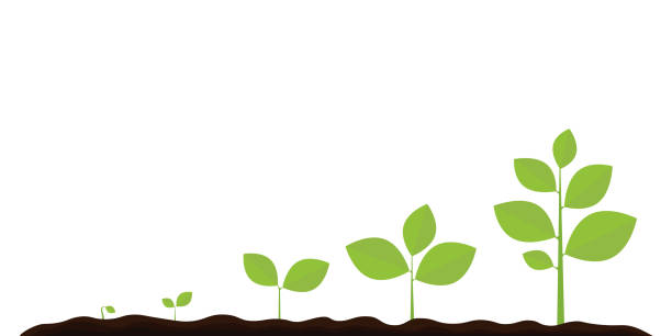 ilustrações de stock, clip art, desenhos animados e ícones de infographic of planting tree. seedling gardening plant. seeds sprout in ground. sprout, plant, tree growing agriculture icons. vector illustration isolated on white background. - transportation symbol computer icon icon set