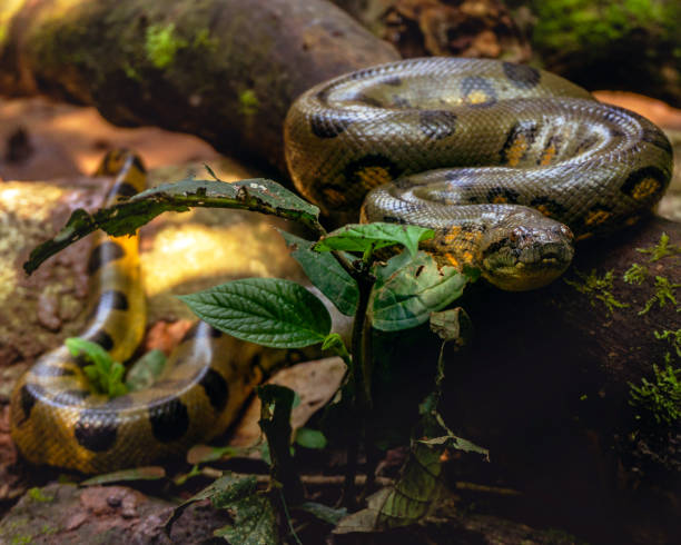 Anaconda Face First A photo of an Anaconda from the BOA snake family slithering towards the camera. Lush greens anaconda snake stock pictures, royalty-free photos & images