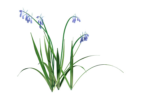 3D rendering of bluebell  or Hyacinthoides non scripta flowers isolated on white background