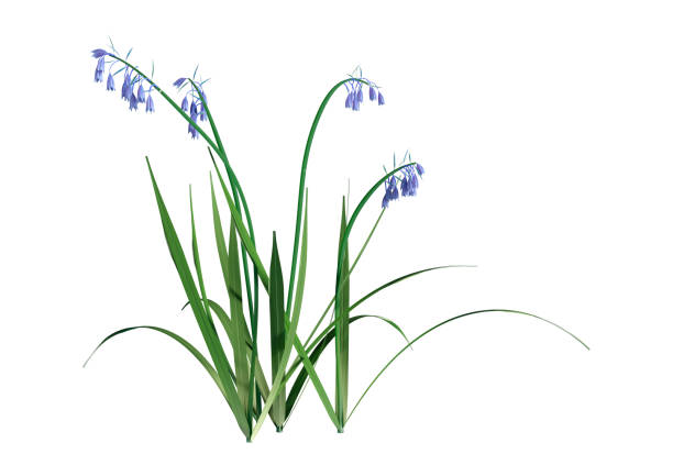 3d-rendering bluebell blommor på vitt - bluebell bildbanksfoton och bilder