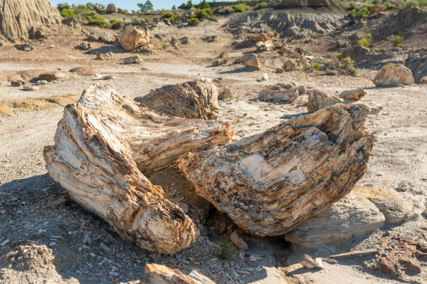istock Broken Petrified Wood in Badlands 1150973353
