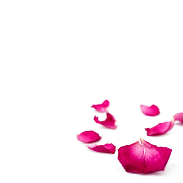 istock Red rose petals isolated on white background. Macro. 1150974354